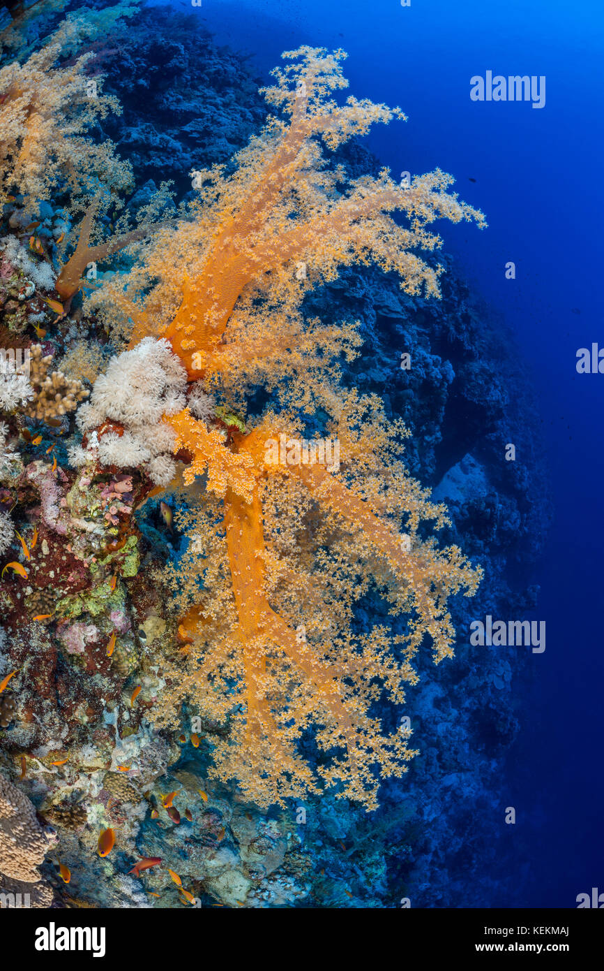 Farbige Weichkorallen, dendronephthya klunzingeri, Elphinstone Riff, Rotes Meer, Ägypten Stockfoto