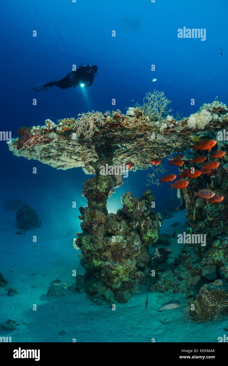 Scuba Diver über Tabelle Coral, Acropora sp., Marsa Alam, Rotes Meer, Ägypten Stockfoto