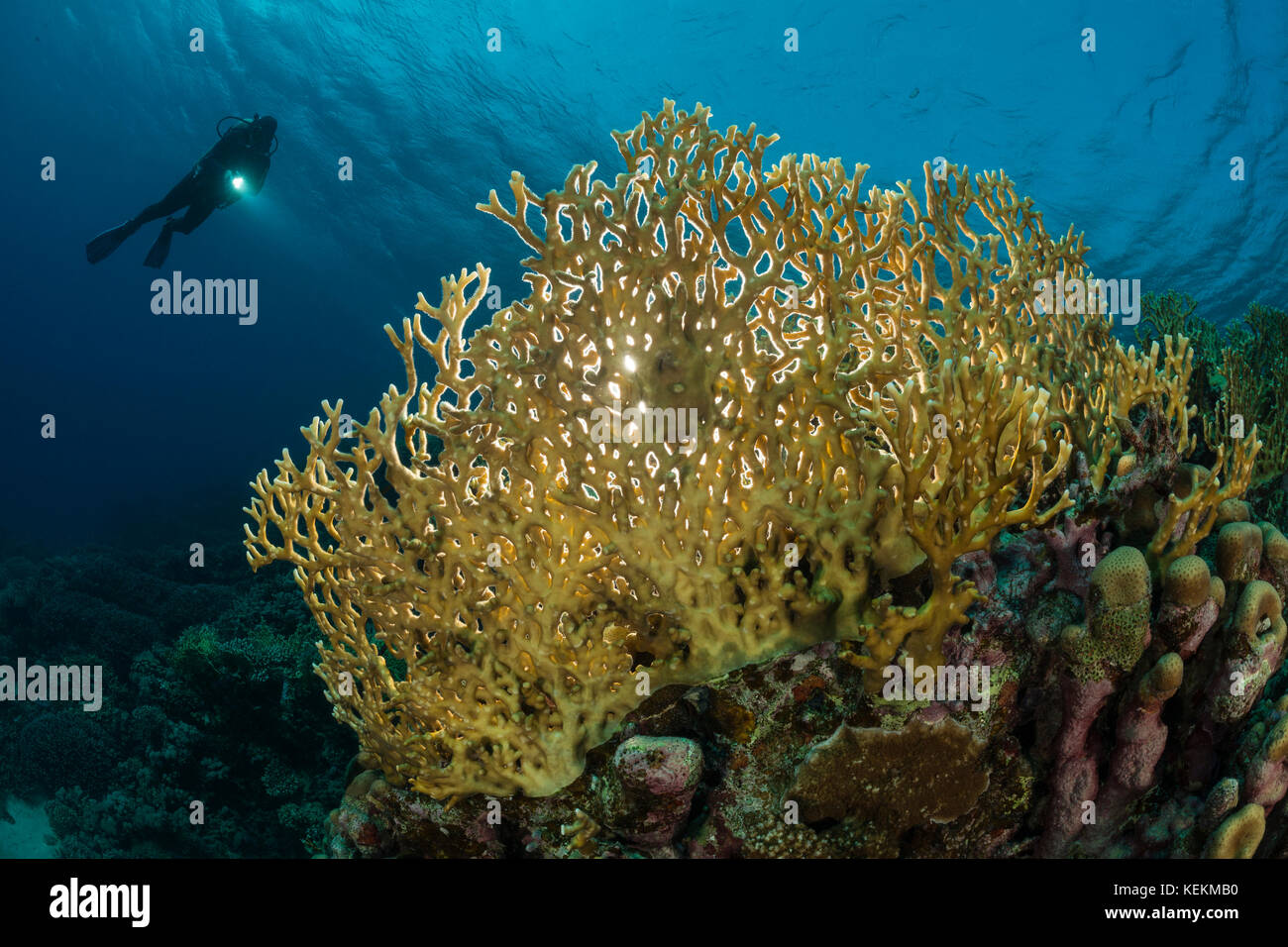 Scuba Diver über Fire Coral, millepora dichotoma, Marsa Alam, Rotes Meer, Ägypten Stockfoto