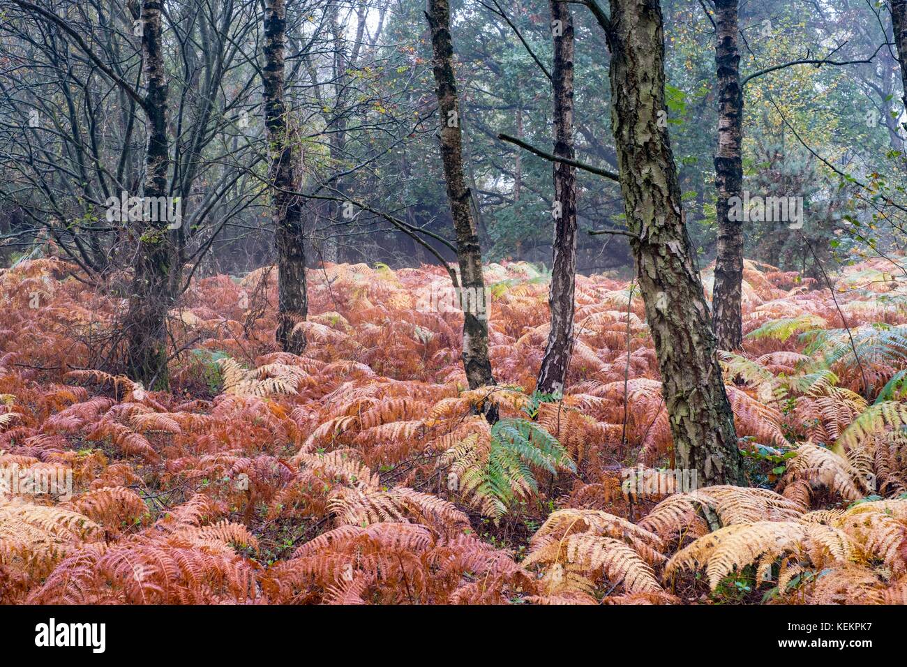 Birke Wald mit adlerfarn Unterwuchs. Stockfoto