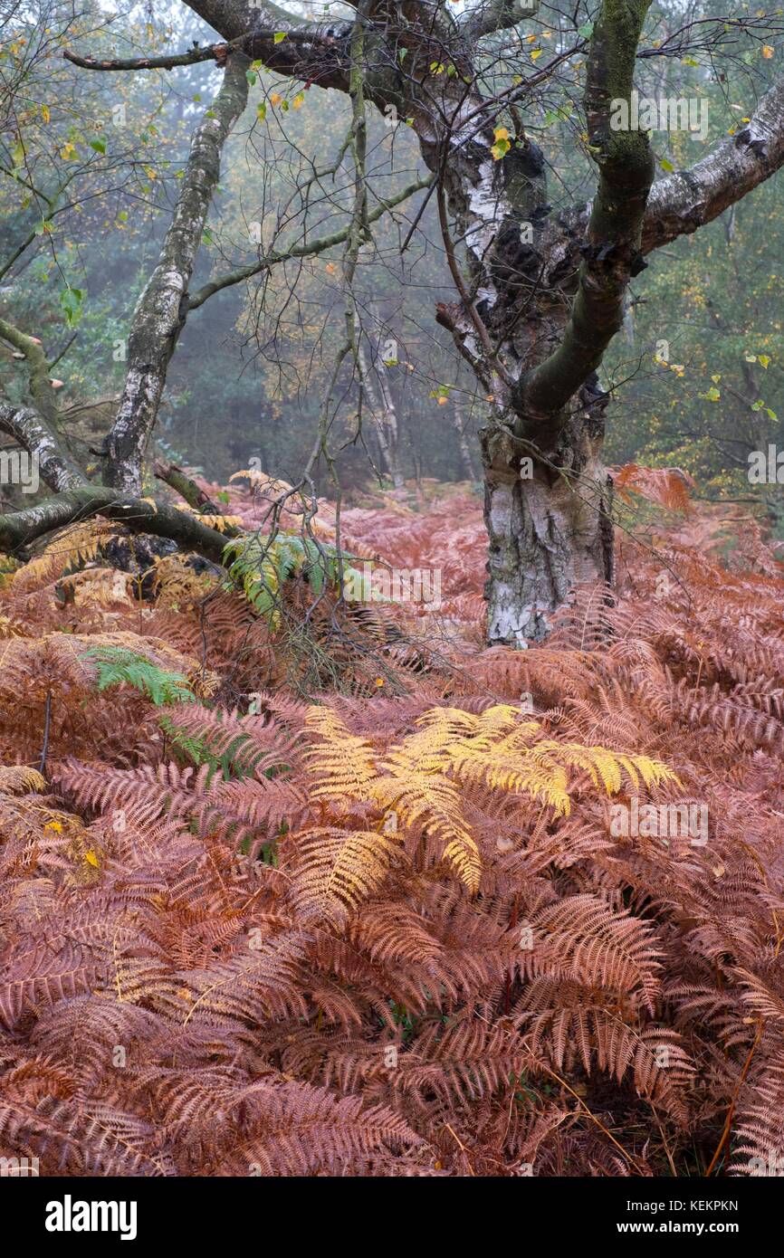 Birke Wald mit adlerfarn Unterwuchs. Stockfoto