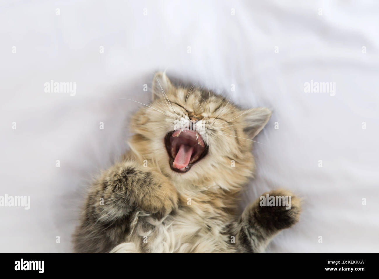 Sleepy persian Kitty Cat Gähnen und die Festlegung auf die weiße Decke. Kopieren Sie Raum und selektiven Fokus. Stockfoto