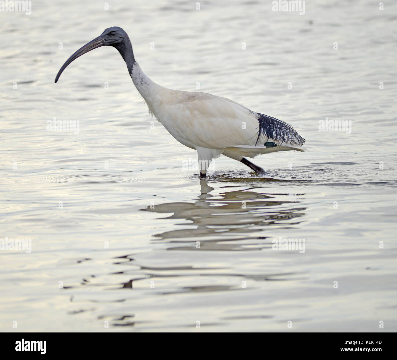 Australian White Ibis. Der Vogel watscht vor der Küste von Kangaroo Island, South Australia Stockfoto