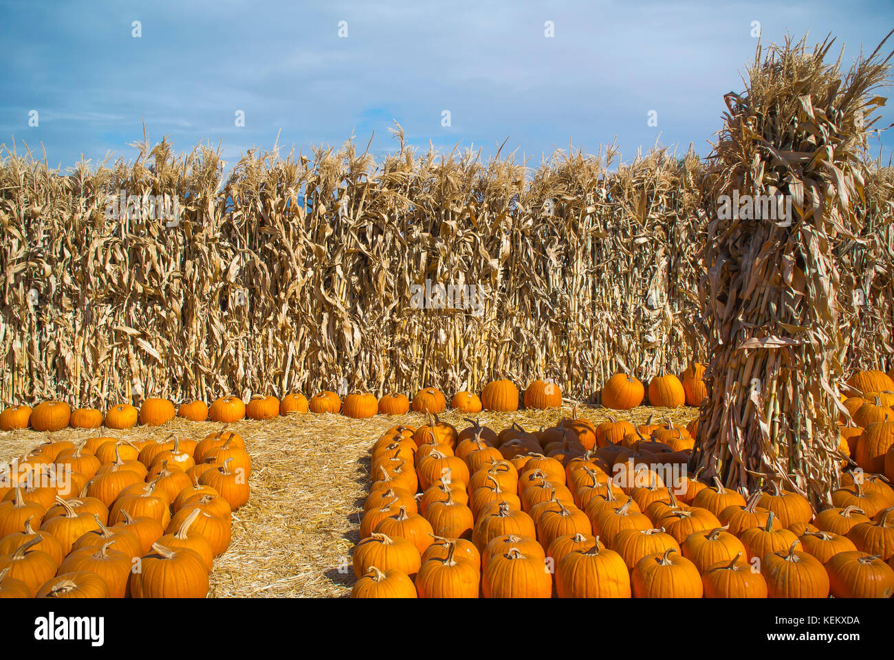 Pumpkin Patch. Stockfoto