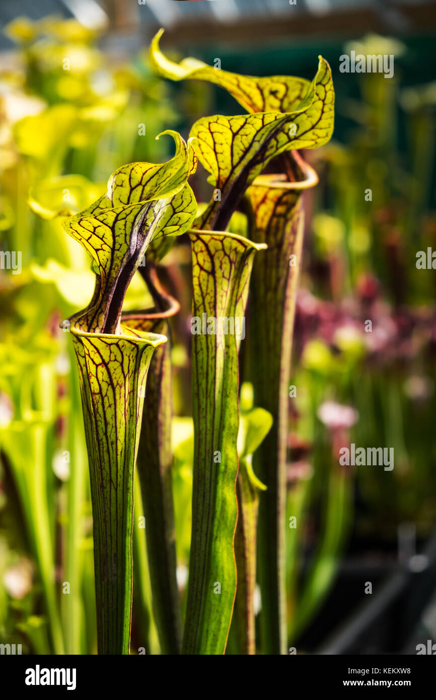 Sarracenia, die Kannenpflanze, die frisst Insekten anlocken, indem Sie sie in Ihre tube geformte Blätter. Stockfoto