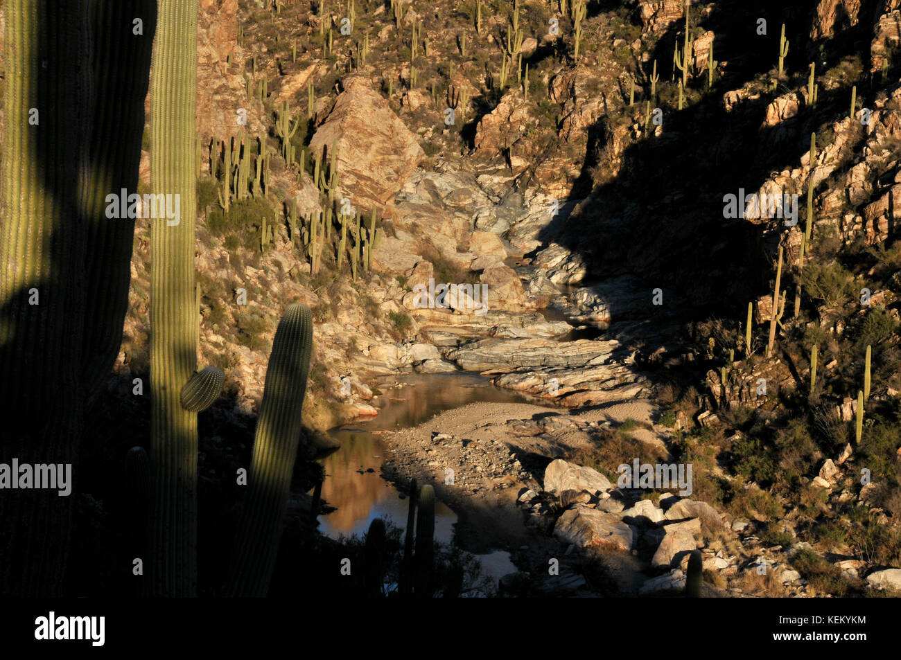 Saguaro Kaktus säumen die unteren Wasserfälle der Tanque Verde Falls am Tanque Verde Creek in Redington Pass, Rincon Mountains, Sonoran Desert, Tucson, Arizona, Stockfoto