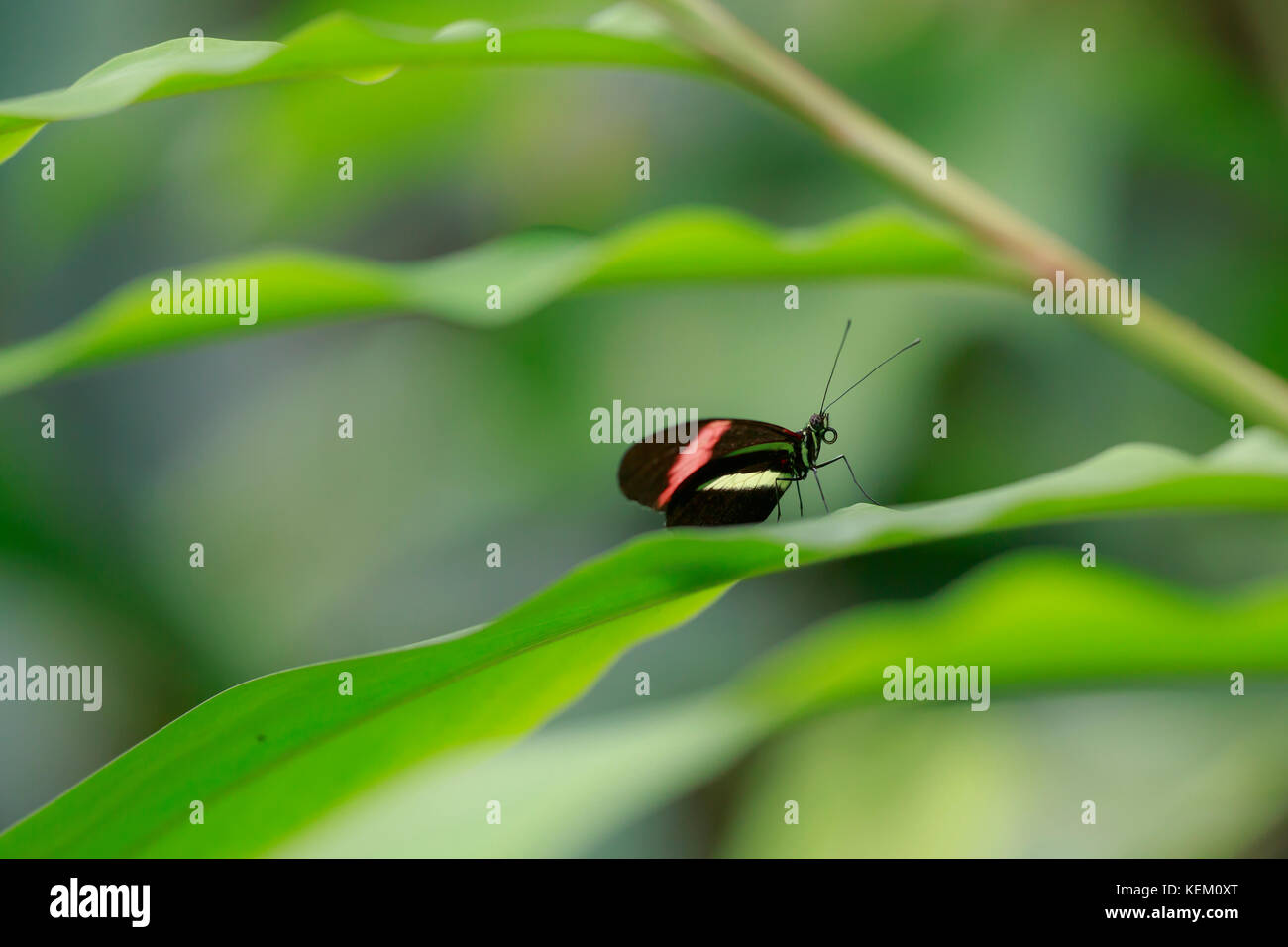 Nahaufnahme eines roten Briefträger tropischer Schmetterling heliconius Erato ruht auf Dschungel Vegetation und blühenden Blumen. Stockfoto