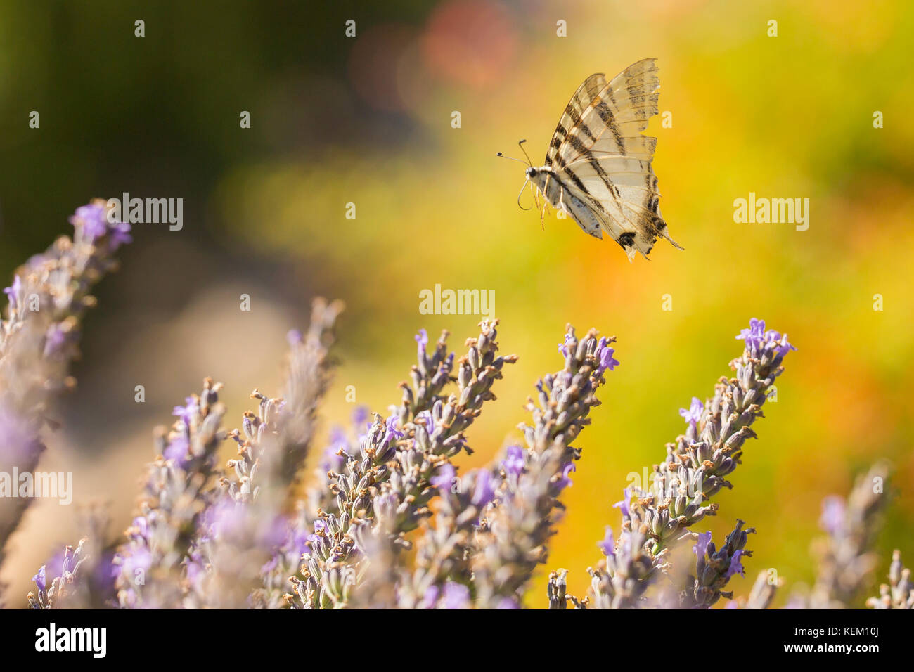 Segelfalter (iphiclides Art) fliegende Blume zu Blume, während die Bestäubung und Fütterung Nektar auf lila Lavendel. Stockfoto