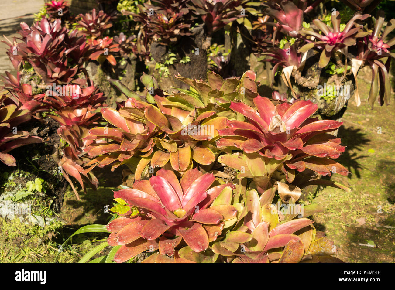 Bromelien epiphyt Pflanzen im Garten balata in Martinique Stockfoto