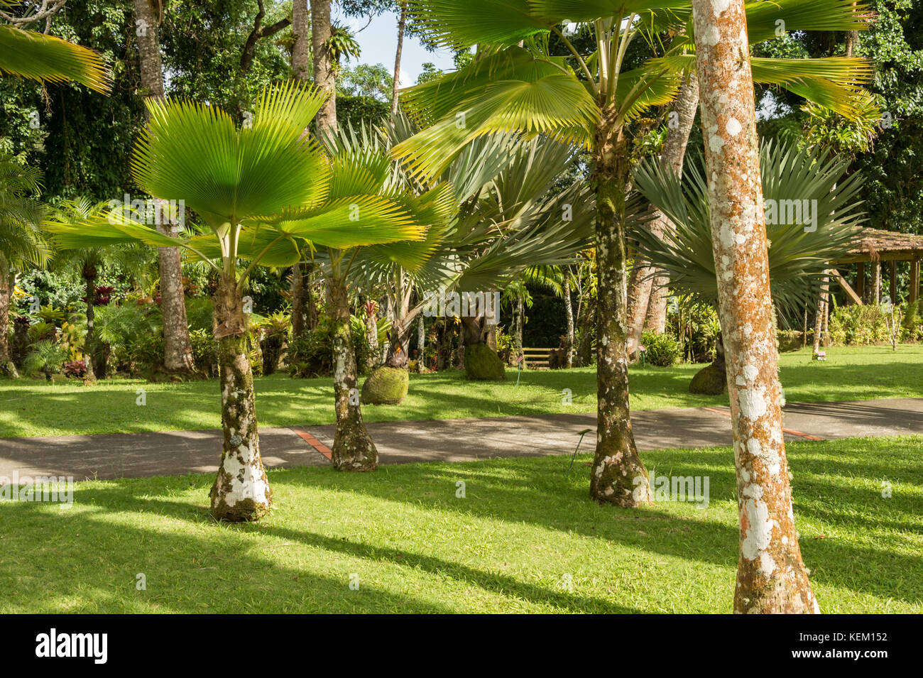 Martinique Jardin De Balata Stockfotos und bilder Kaufen Alamy