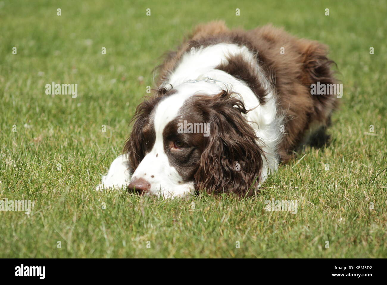 Springer Spaniel ruht auf einem Spaziergang Stockfoto