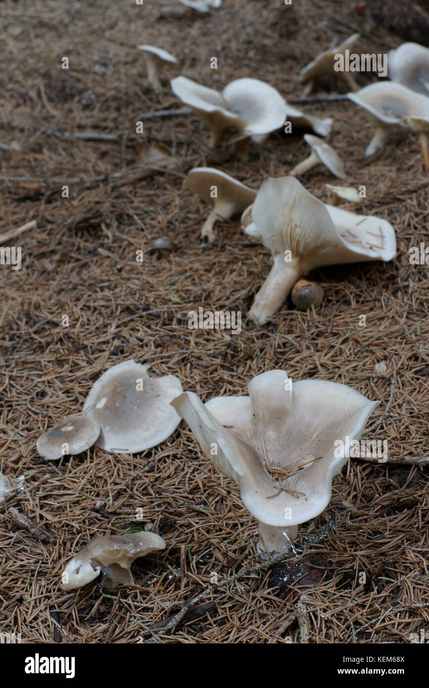 Getrübt Trichter (Clitocybe nebularis) Stockfoto