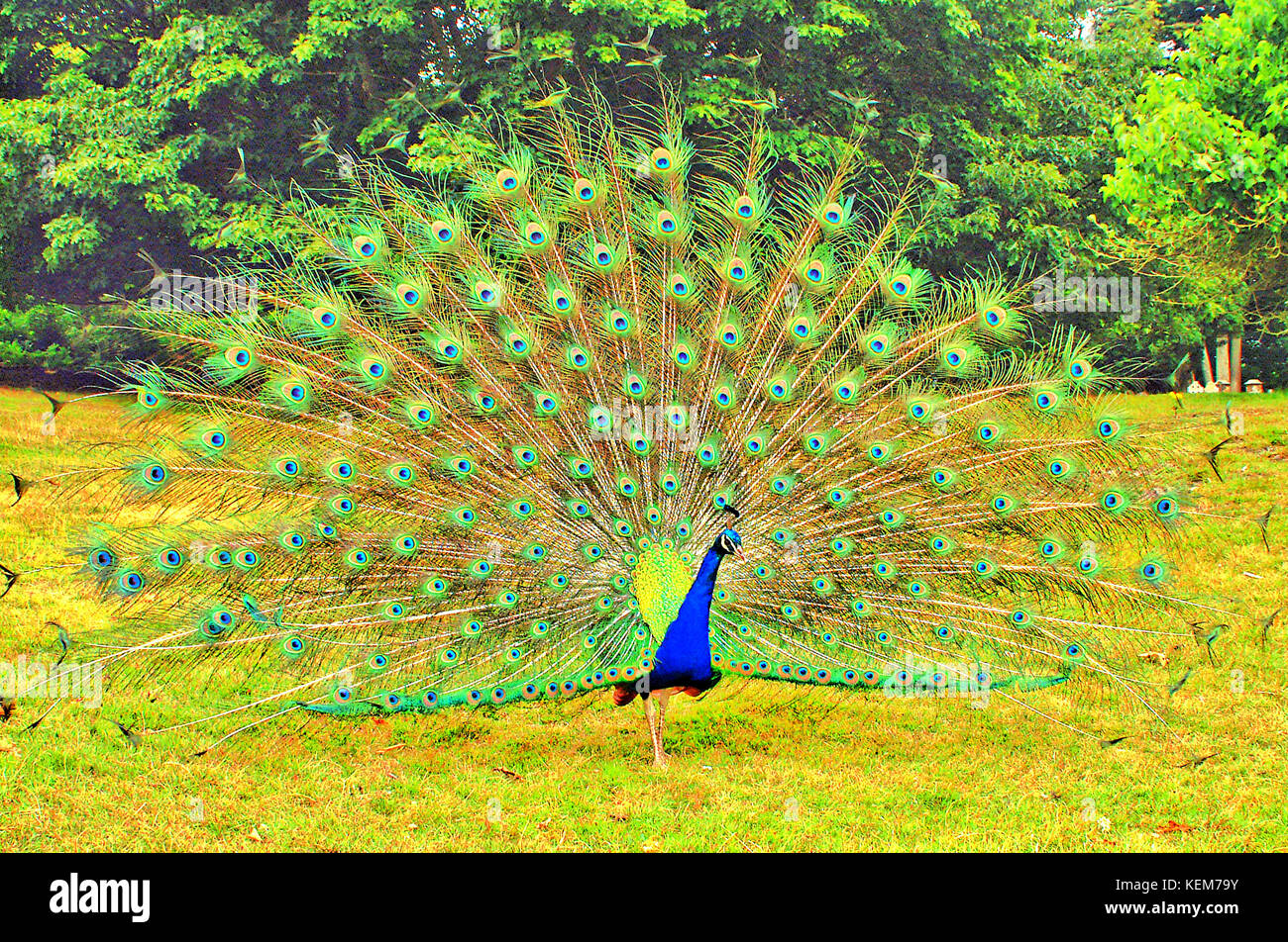 Peacock Anzeige auf der Insel Brownsea, Pool, Dorset, Großbritannien. Stockfoto
