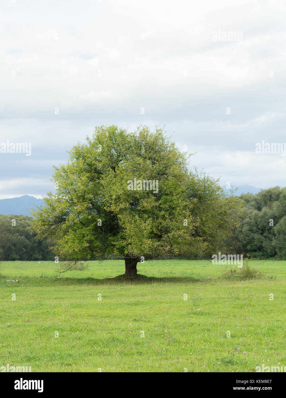 Einsamen alten Baum auf der Wiese Stockfoto