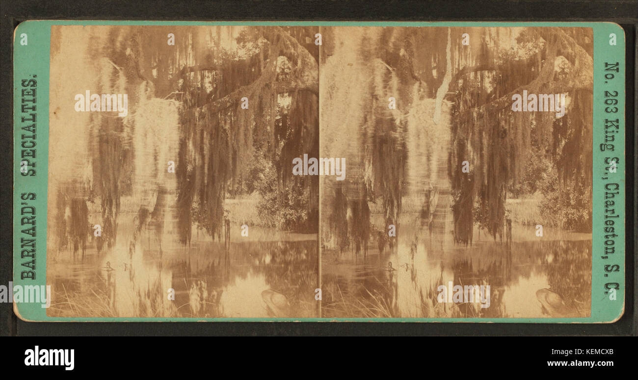 Alten Eichen und Moos im Magnolia Friedhof, von Barnard, George N., 1819 1902 Stockfoto