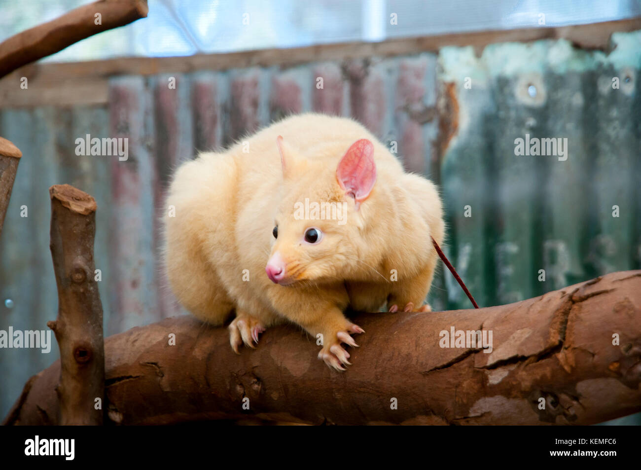 Gemeinsame brushtail Possum Stockfoto