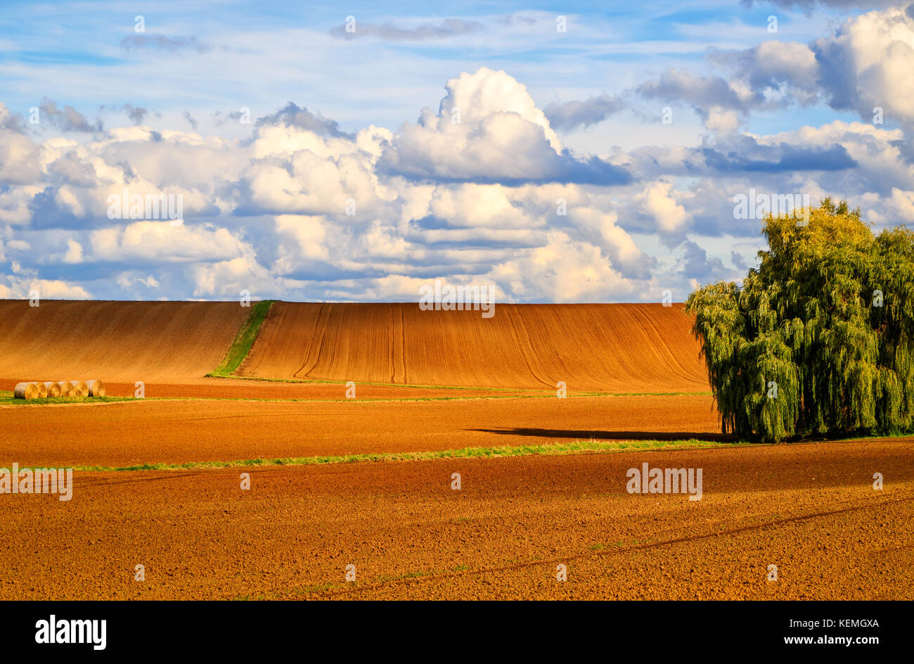 Bernstein und Gold-farbigen Felder bei Sonnenuntergang Stockfoto