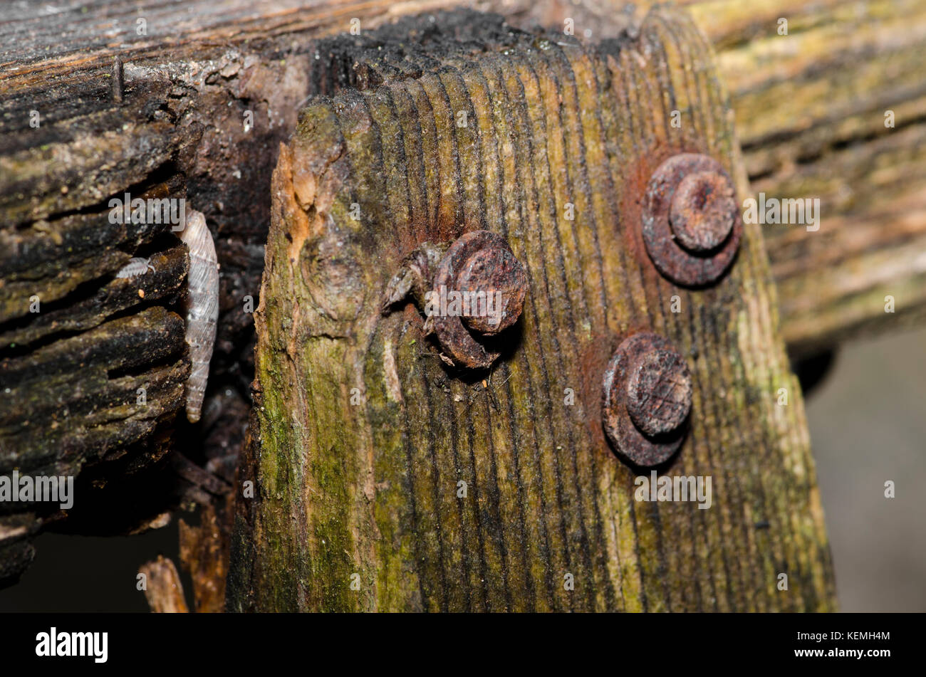 Rost Nagel in alten Zaun Stockfoto