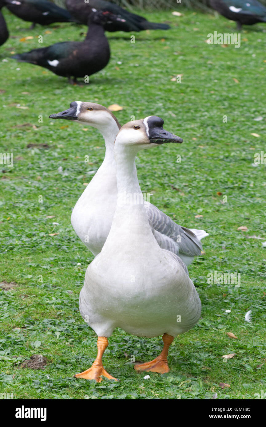 Chinesische Goose, Anser cygnoides Stockfoto