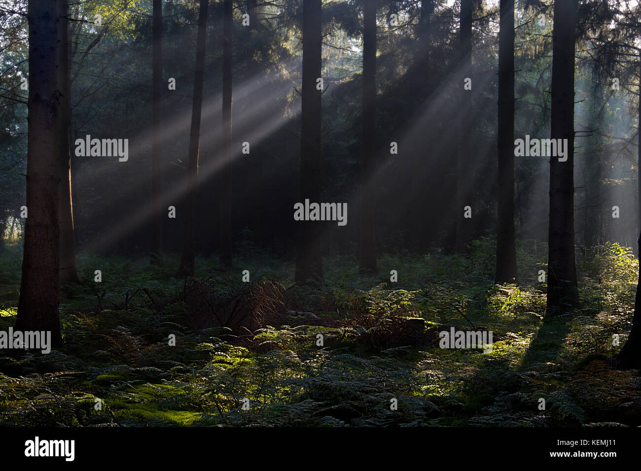 Sonnenstrahlen in einen dunklen Kiefernwald bis Farne aufhellen Stockfoto