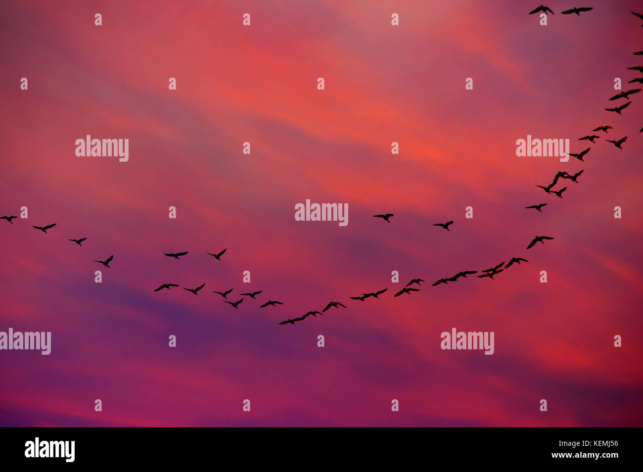 Herbst Vögel Migration in V-Formation auf Tiefe dramatische Himmel. Silhouetten von fliegenden Gänse Herde. Stockfoto