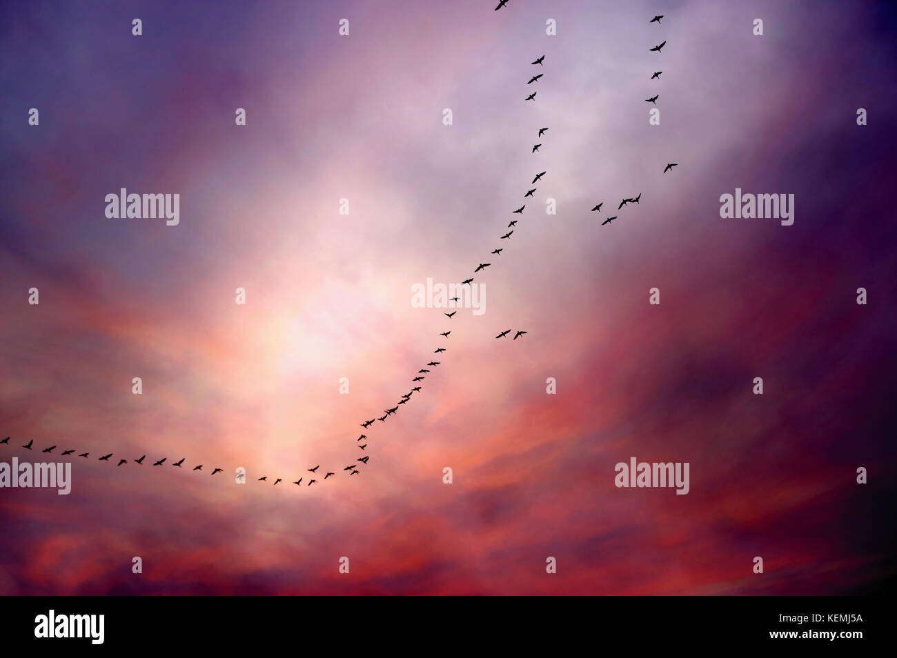 Herbst Vögel Migration in V-Formation auf Tiefe dramatische Himmel. Silhouetten von fliegenden Gänse Herde. Stockfoto