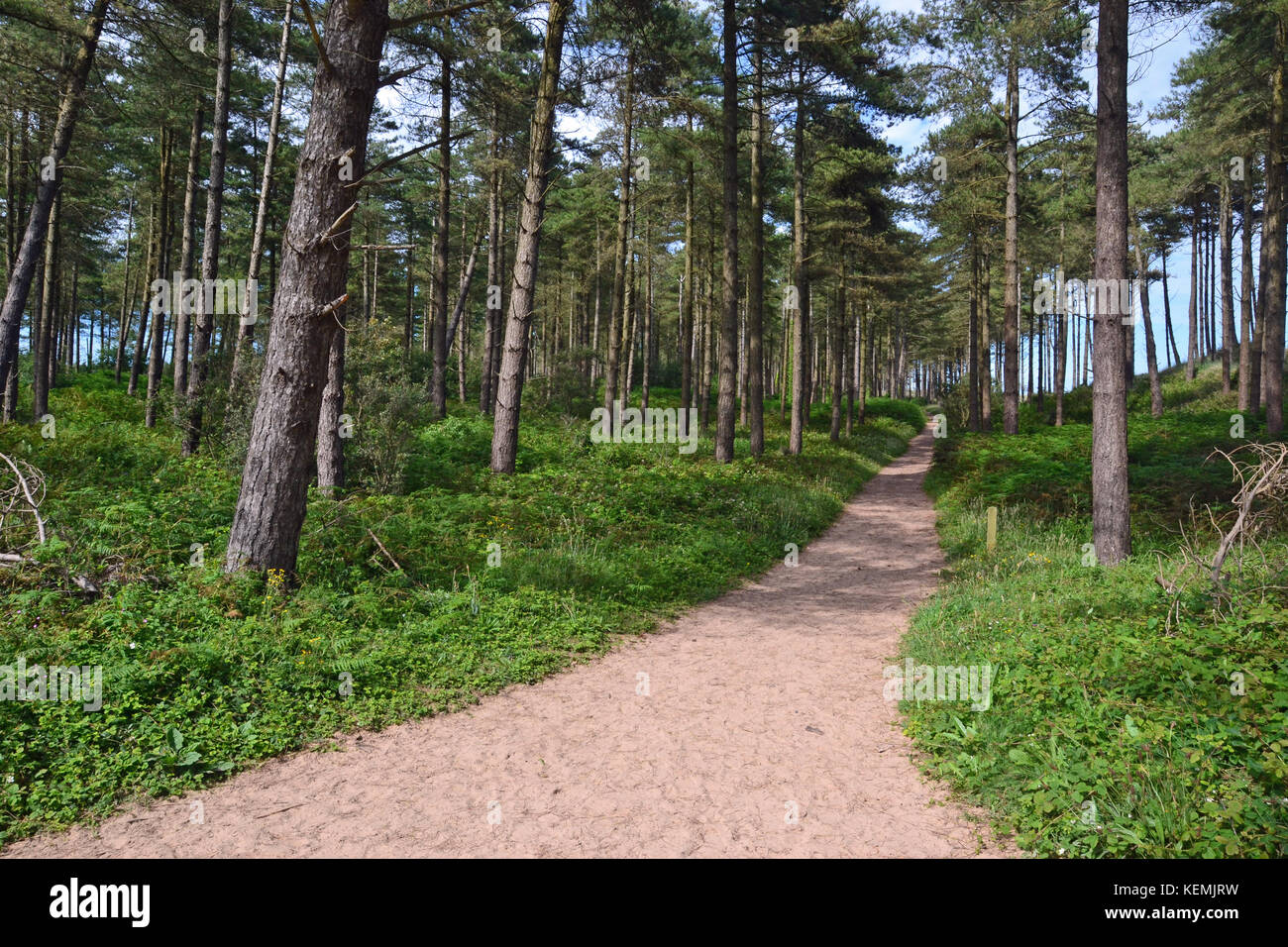 Bäume in Newborough Warren–Ynys Llanddwyn National Nature Reserve, Wales, Großbritannien Stockfoto