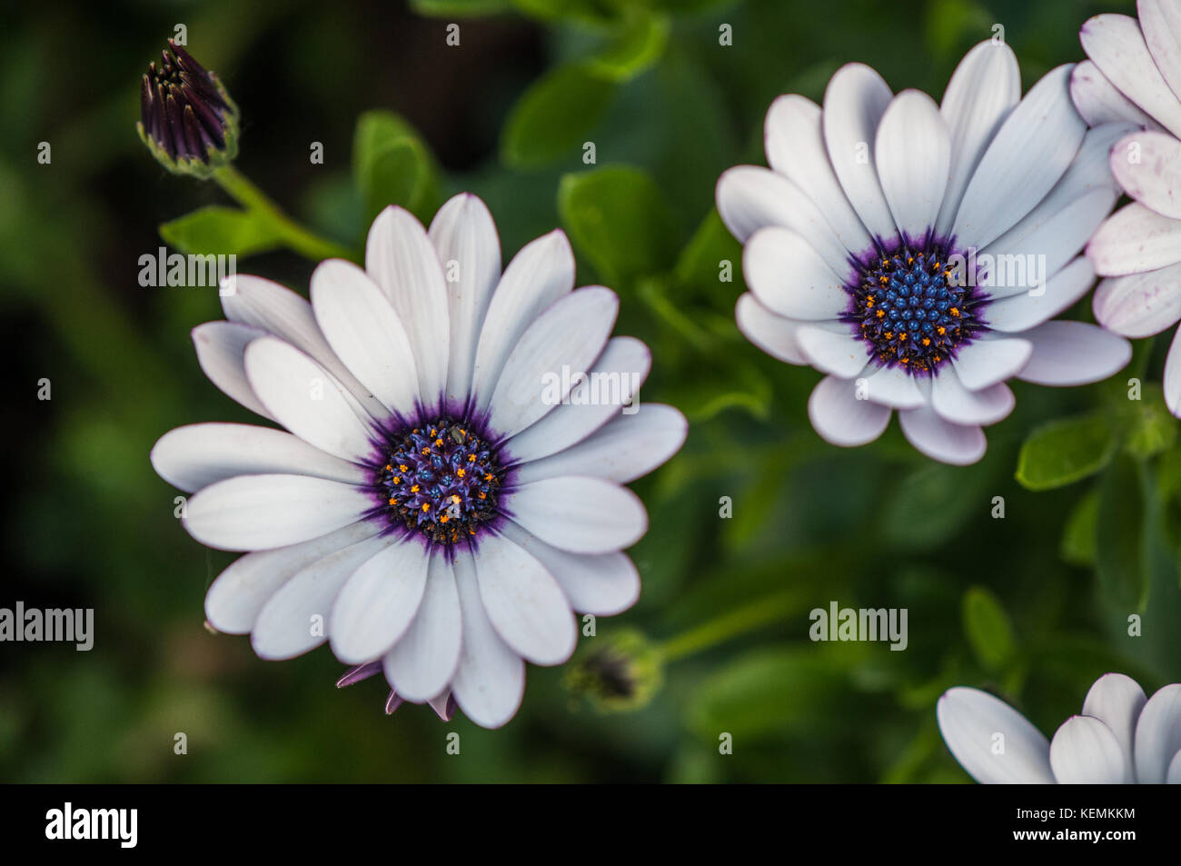 Nahaufnahme eines Blue-eyed Daisy (osteospermum) Stockfoto
