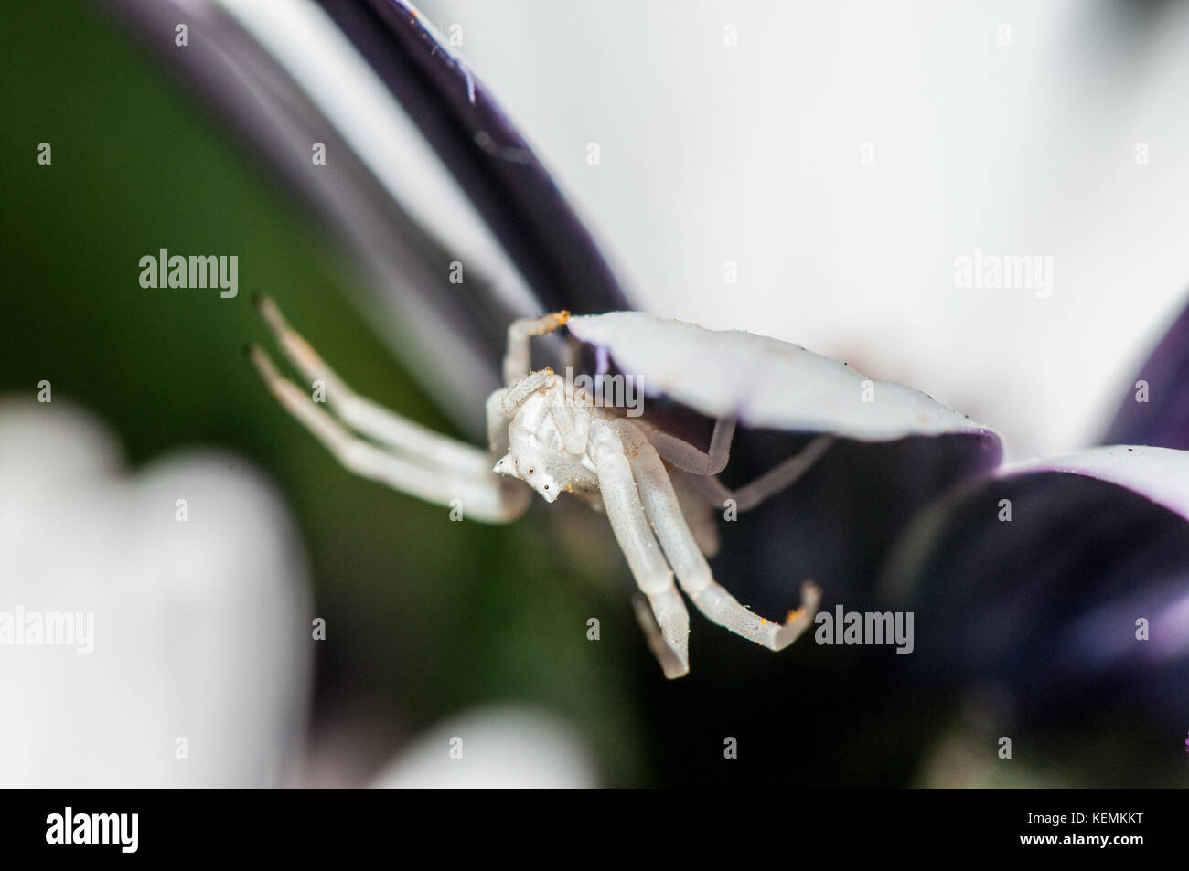 Crab spider (Thomisus onustus) auf einem Blue-eyed Daisy (osteospermum) Stockfoto