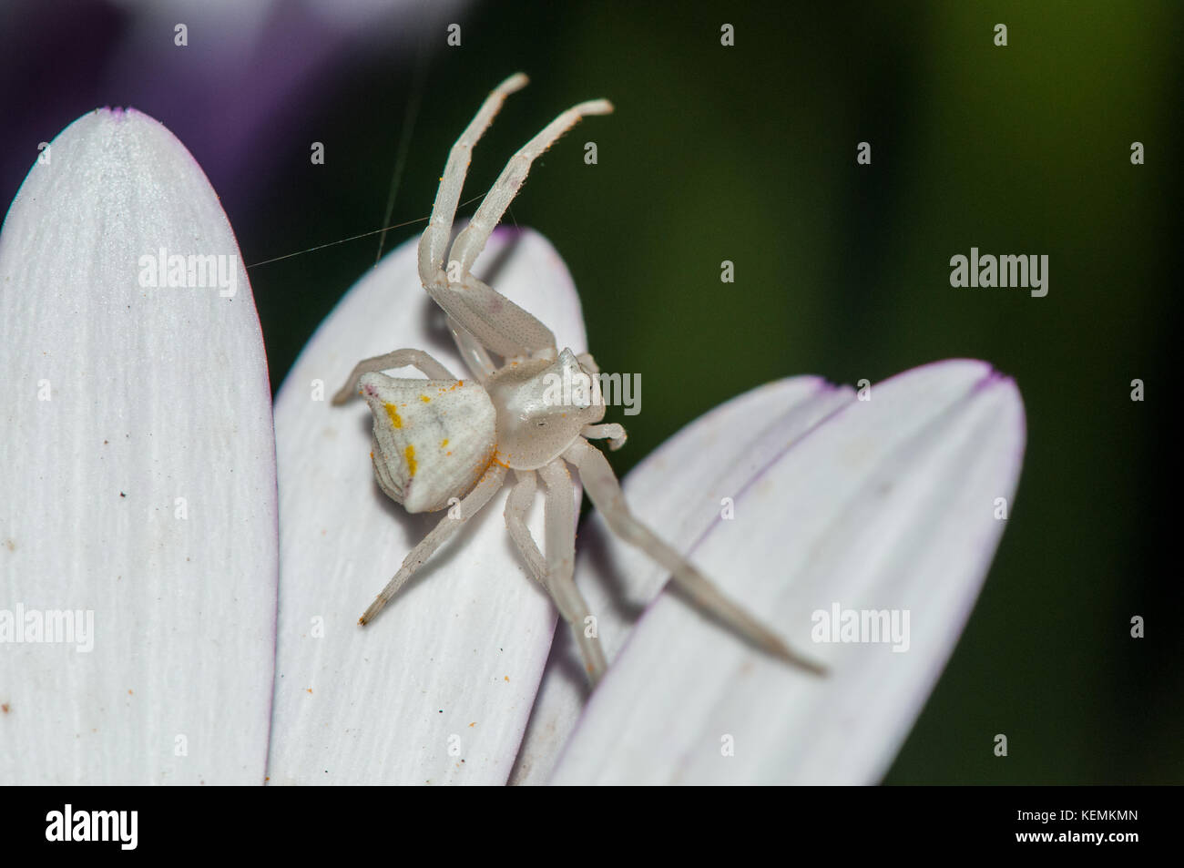 Crab spider (Thomisus onustus) auf einem Blue-eyed Daisy (osteospermum) Stockfoto