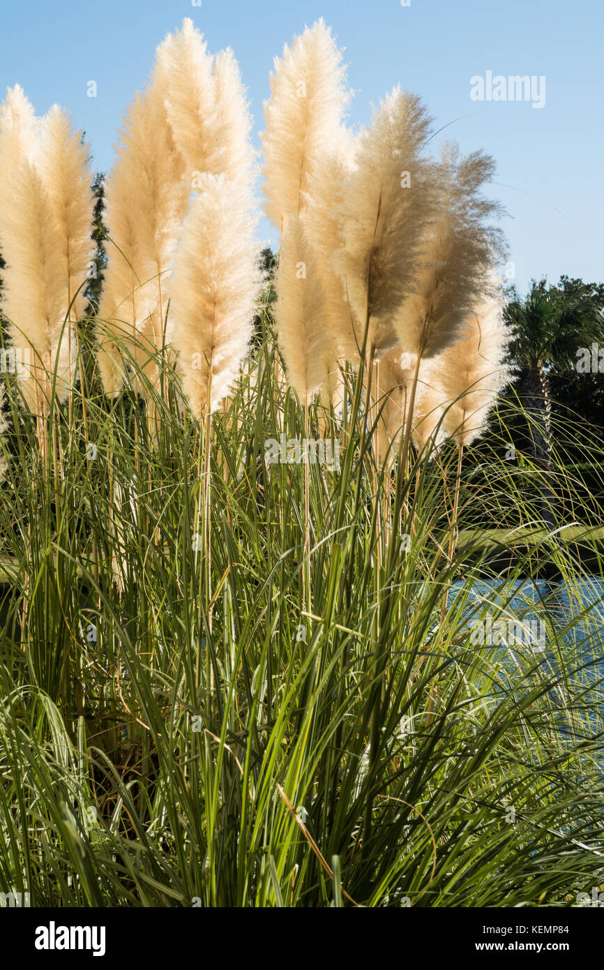 Weiß Pampas Gras Stockfoto