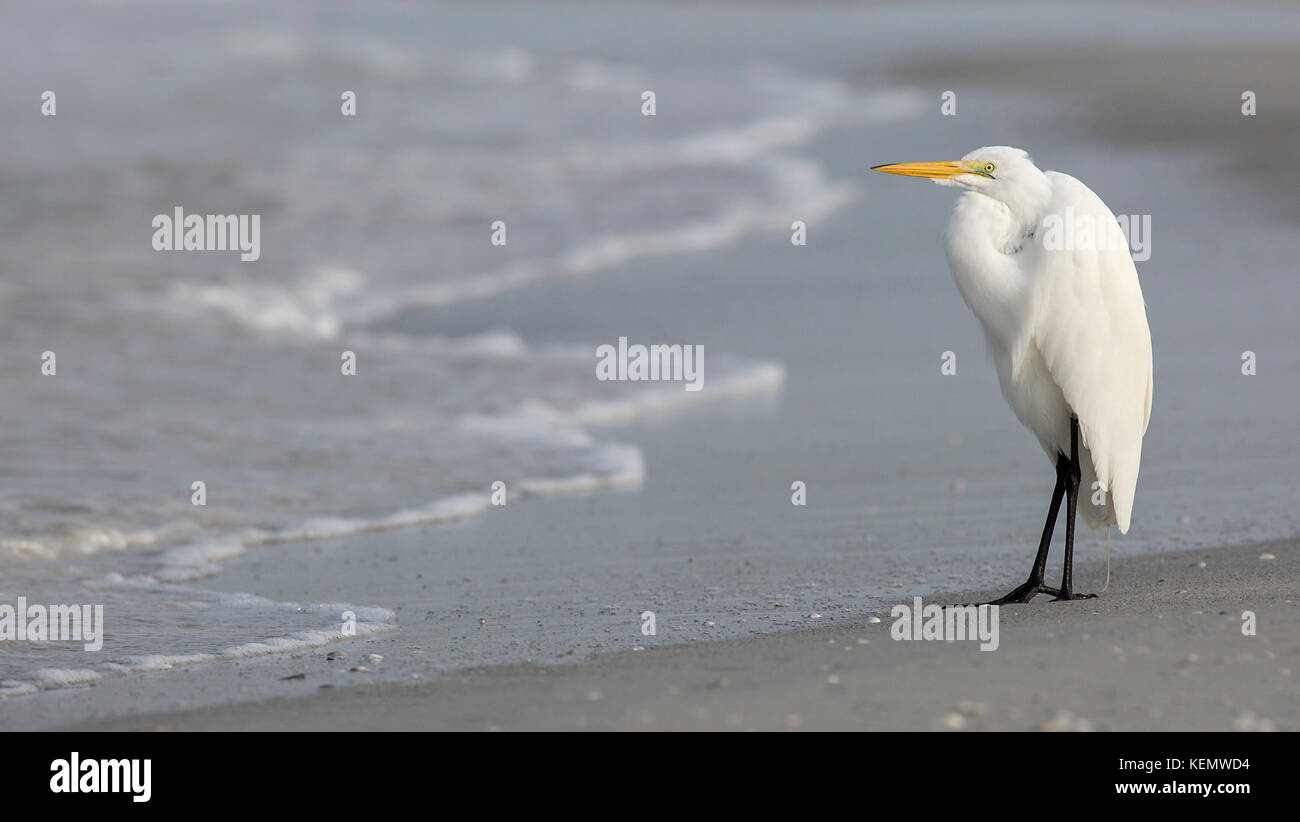 Reiher an einem Strand in florida Stockfoto