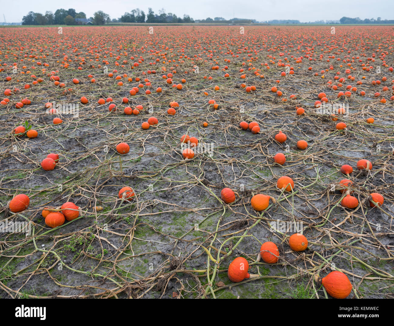 Kürbis Feld in den Niederlanden in der Provinz Groningen in der Nähe von loppersum Stockfoto