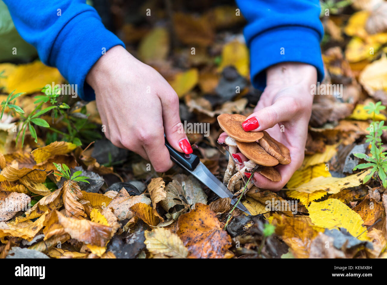 Mushroom picker Armillaria Mellea sammelt in der Mitte der Herbst Wald, vorsichtig mit einem Messer schneiden, Nahaufnahme Stockfoto