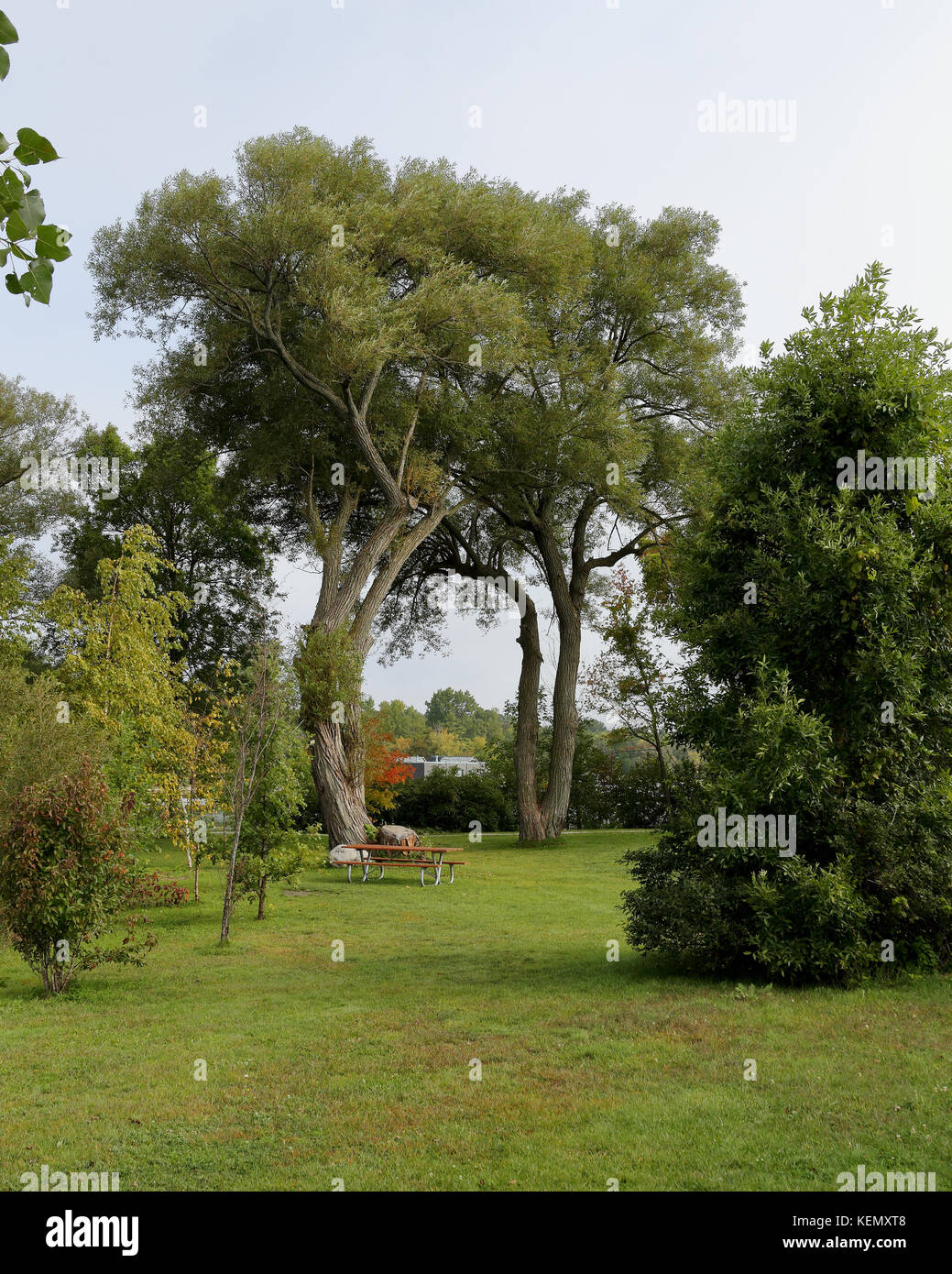 Majestätische Bäume in einem Park entlang der tausend Inseln Parkway Stockfoto