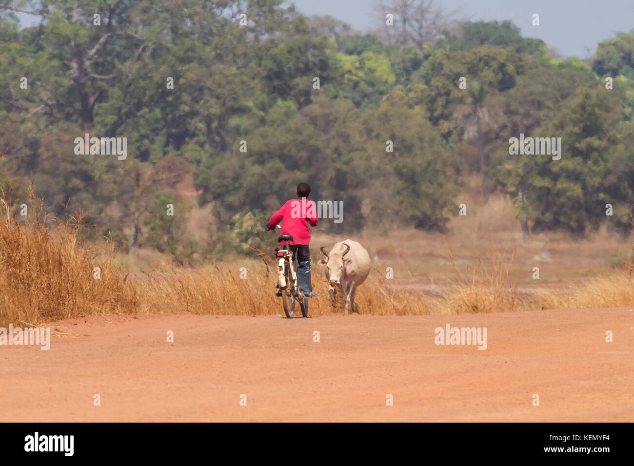 Afrika junger afrikanischer Junge, der zurück zu seinem Dorf in Gambia reitet Stockfoto