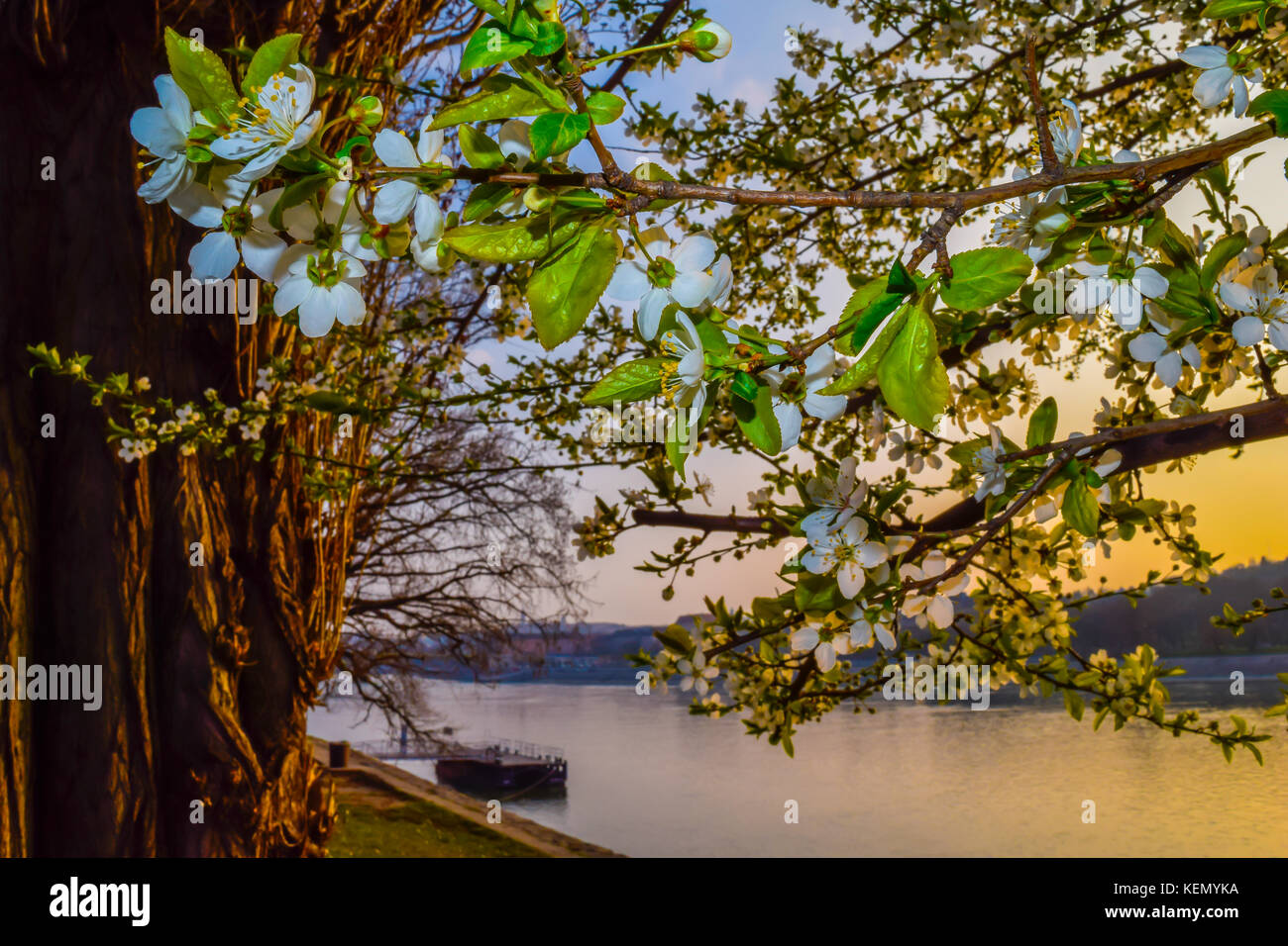 Baum am Ufer bei Sonnenuntergang. blühenden Baum am Ufer des ruhigen Flusses Donau bei Sonnenuntergang, Ungarn. Stockfoto