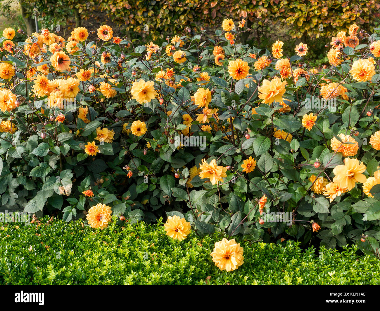 Bunte orangefarbene Dahlien blühen in Helmsley ummauerten Garten im frühen Herbst Stockfoto