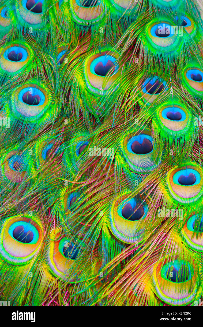 Die Augen des Argus. pfauenfedern können Art.schöne Farben und faszinierend komplexer Visionen. phasianidae. Stockfoto