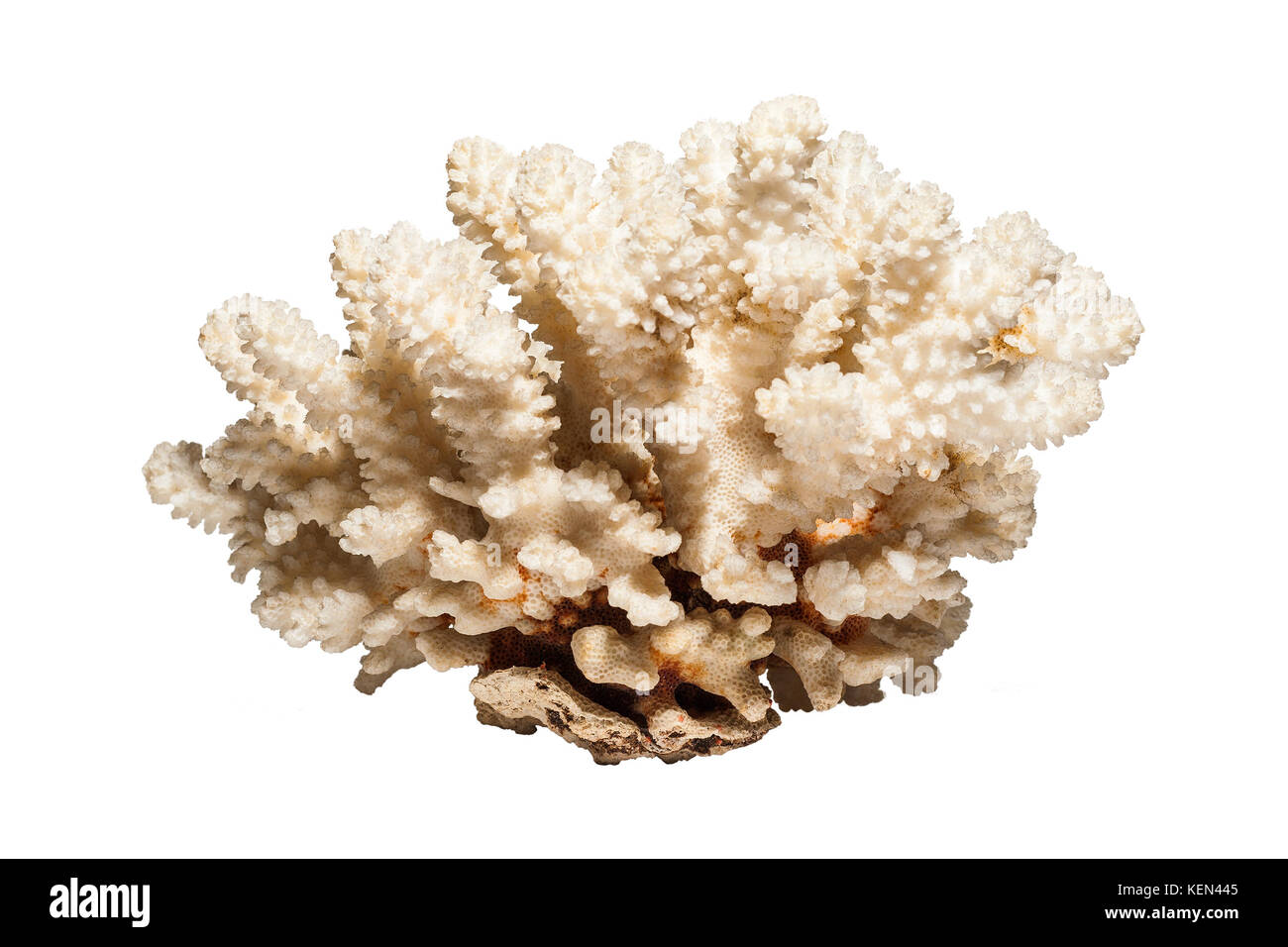 Sea Coral isoliert auf den weißen Hintergrund. Stockfoto