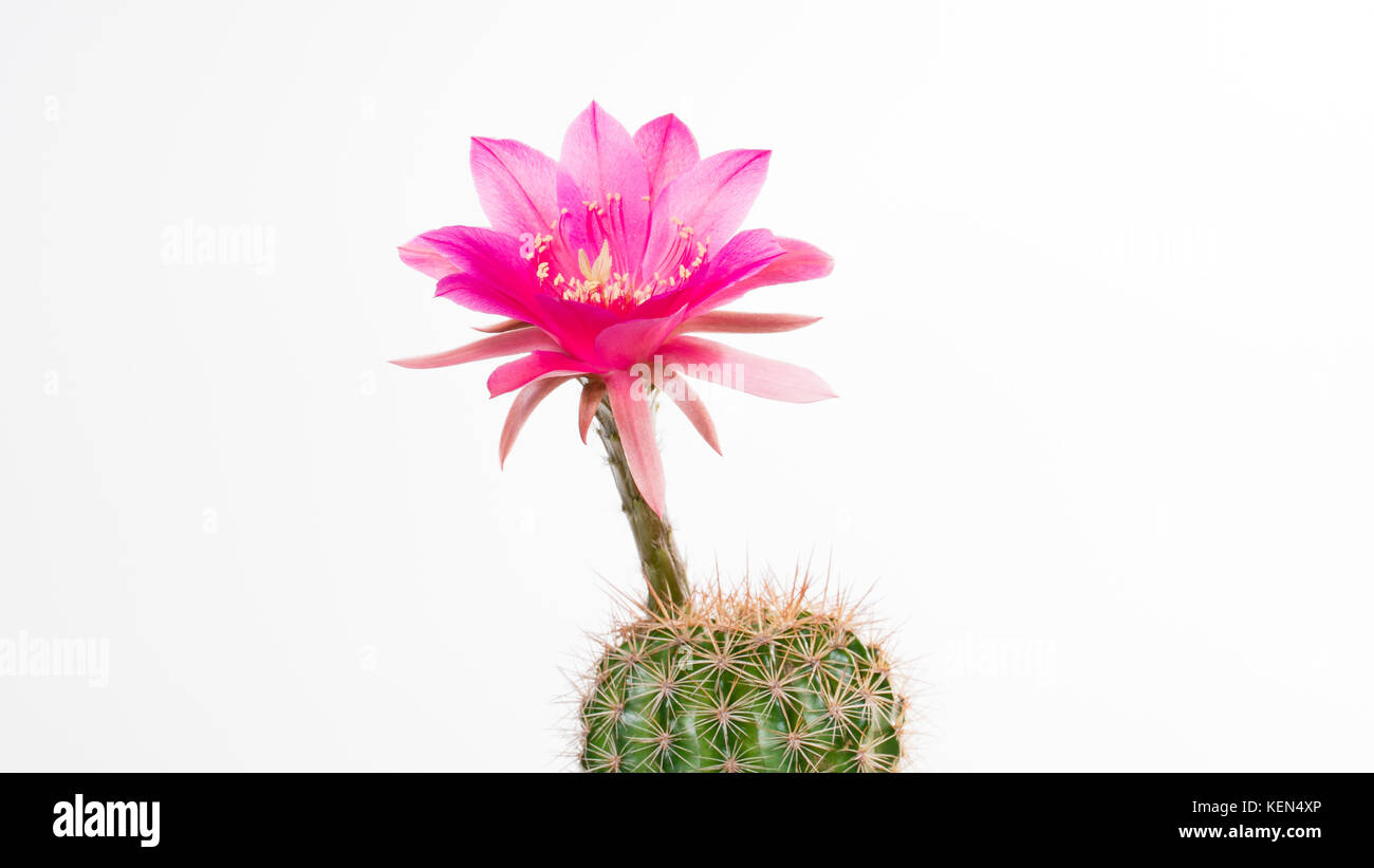 Kakteen echinopsis kermesina mit offenen rosa Blume, isoliert Stockfoto