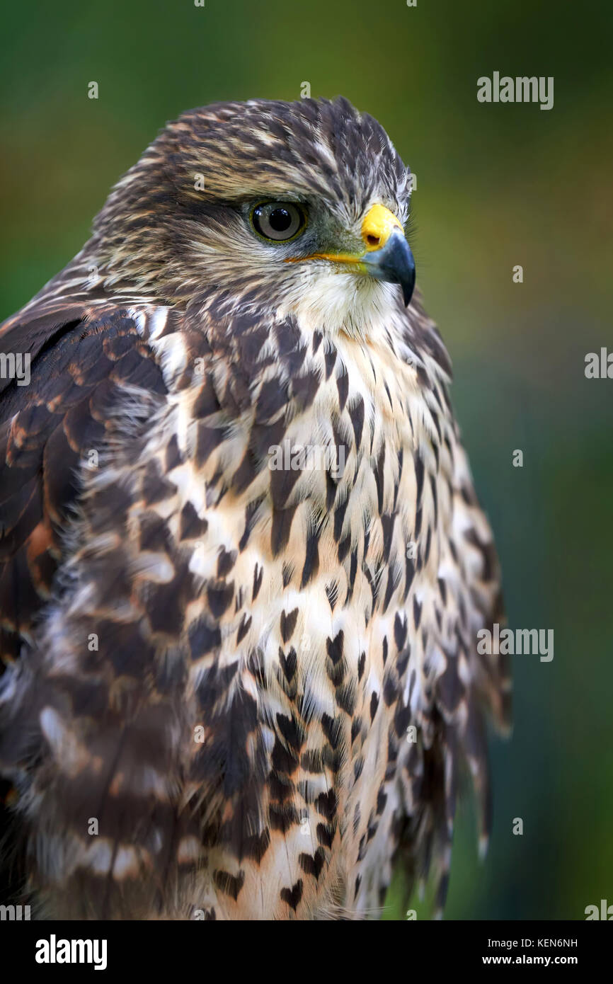 Schließen Adler auf Niederlassung im Wald Stockfoto