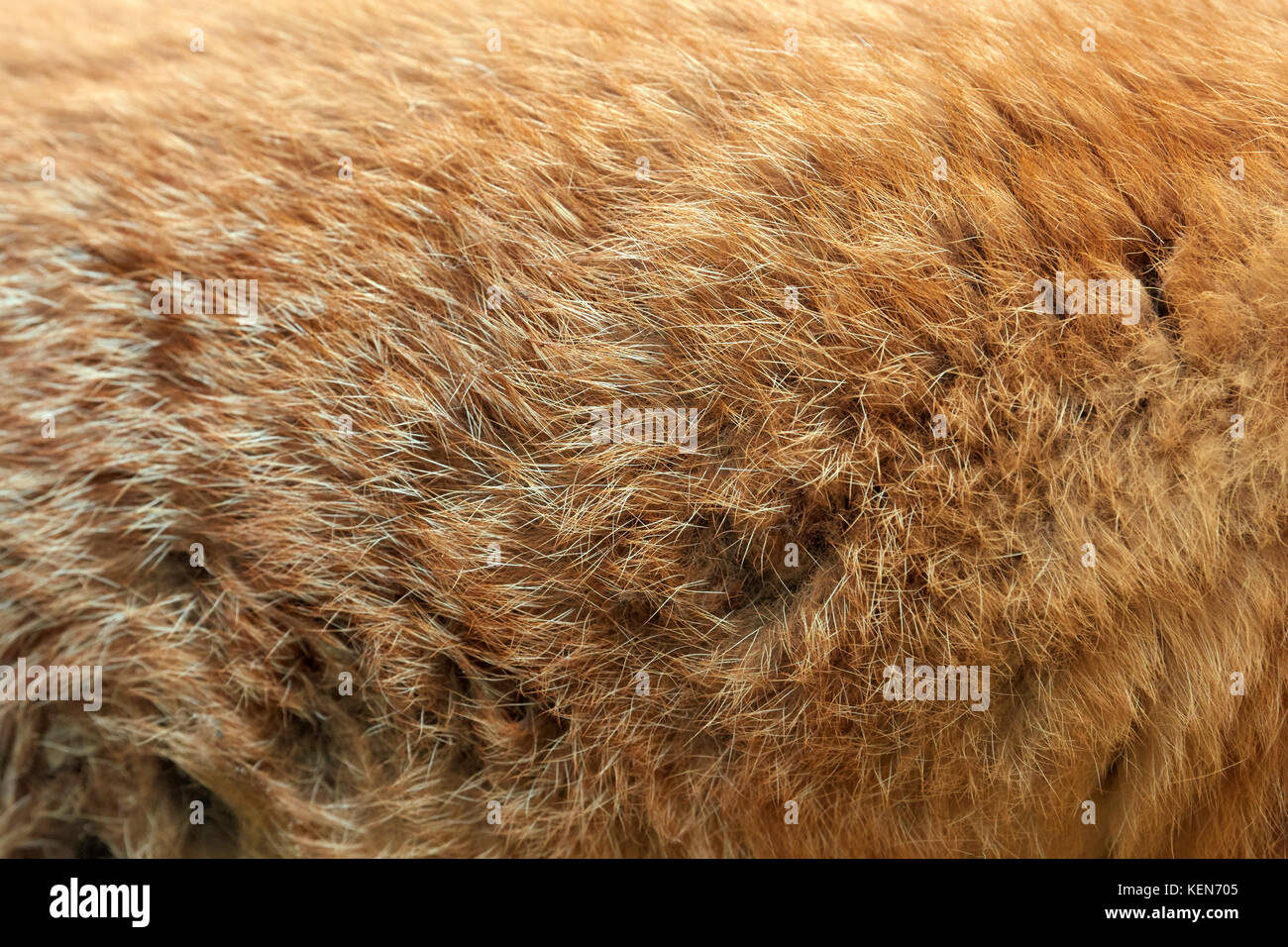 In der Nähe real Textur von Red fox Fell Stockfoto