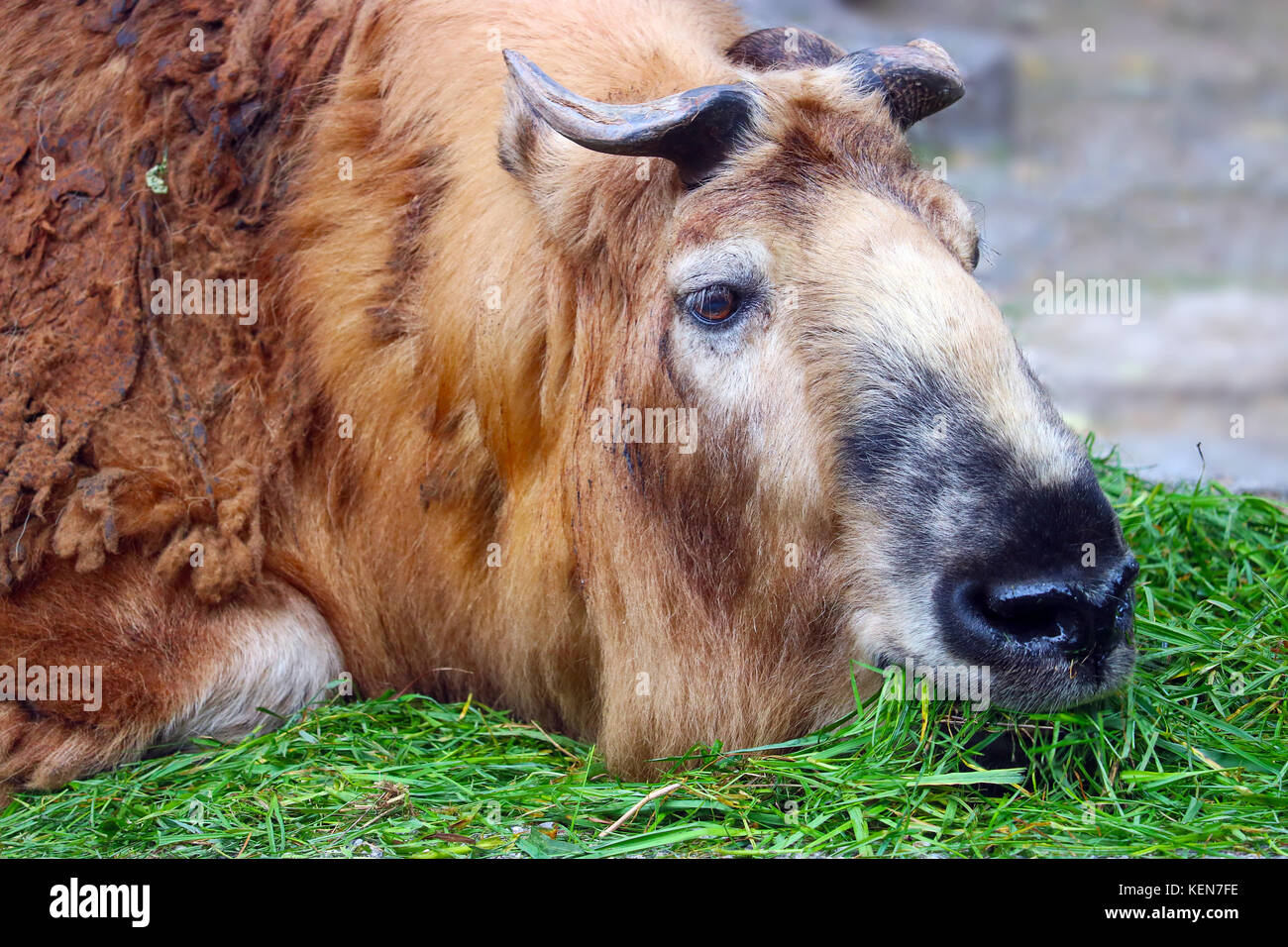 Sichuan takin auf dem Boden liegen und Fütterung essen Gras Stockfoto