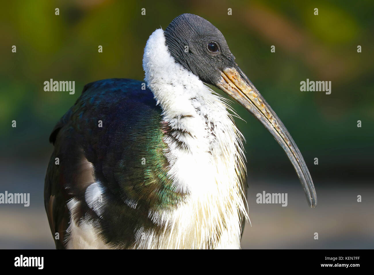 Stroh-necked Ibis Vogel mit einem langen Schnabel Stockfoto