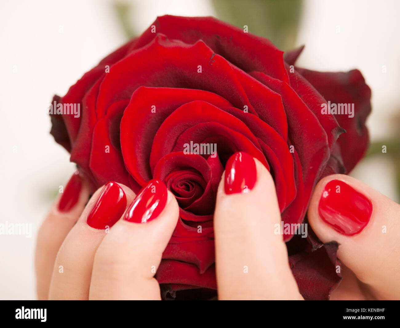 Womans hand mit roten Maniküre halten Rose Blume Stockfoto