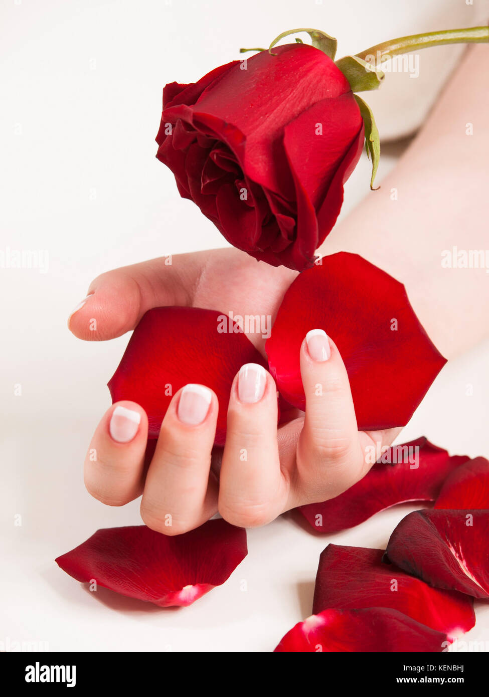Womans hand mit French Maniküre halten Rose Blume und Blütenblätter Stockfoto