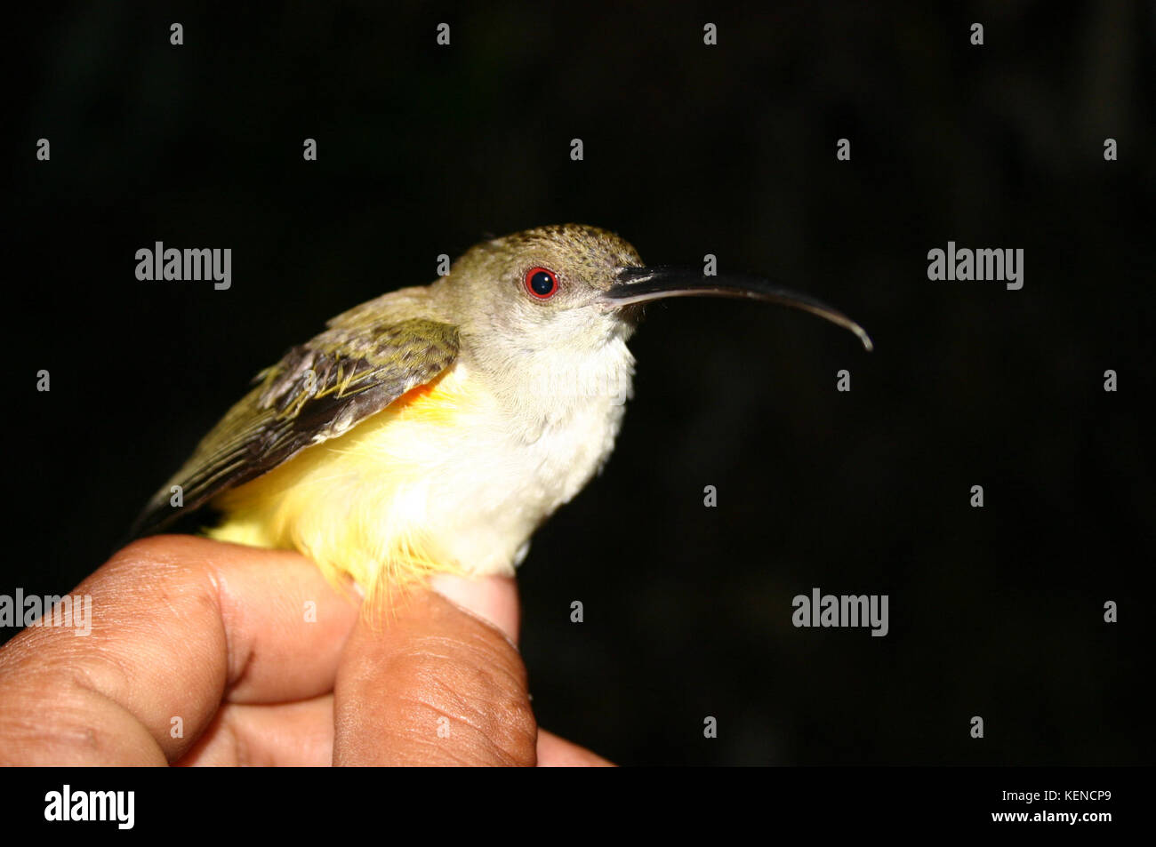 Arachnothera longirostra Stockfoto