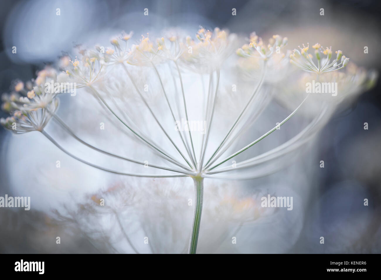 Makro Nahaufnahme der Blüte zarter Dill Kräuter cluster Blumen wachsen im Garten Stockfoto