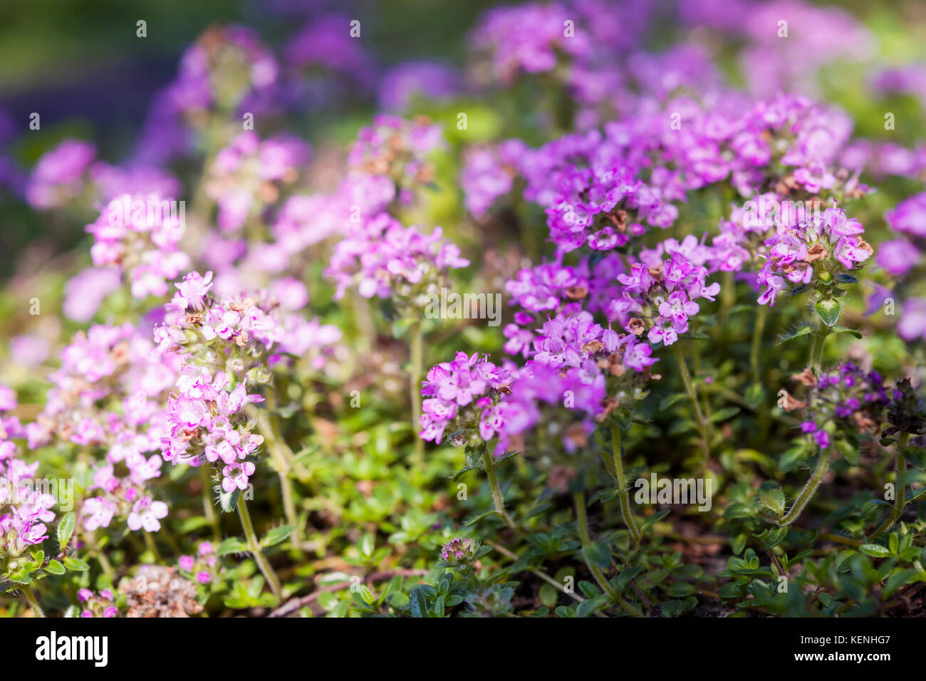 Lila Blüten Thymian Kraut im Sommer Garten, Makro Nahaufnahme. Stockfoto